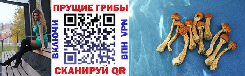 Купить где  Кубинка  Галлюциногенные грибы Psilocybe 